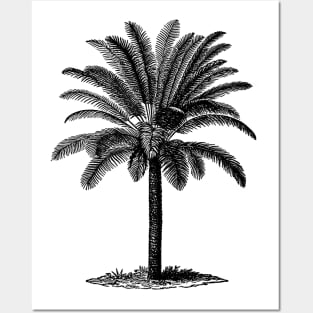 Vintage Palm Tree Posters and Art